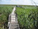 PICTURES/Everglades Air-Boat Ride/t_IMG_8972.JPG